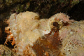 Scorpionfish (Scorpaenopsis diabolus) portrait. 